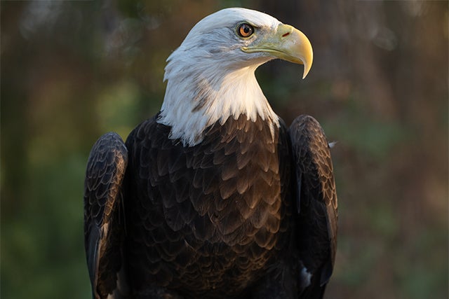 Freedom II, Georgia Southern's live bald eagle mascot