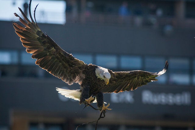 Freedom, Georgia Southern's bald eagle mascot, flying over Paulson Stadium