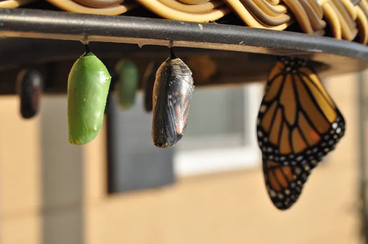 Butterfly emerging through lifecycle stages