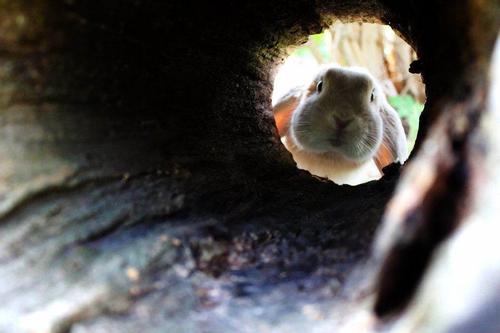 A rabbit peering into the opening of a deep, dark tunnel