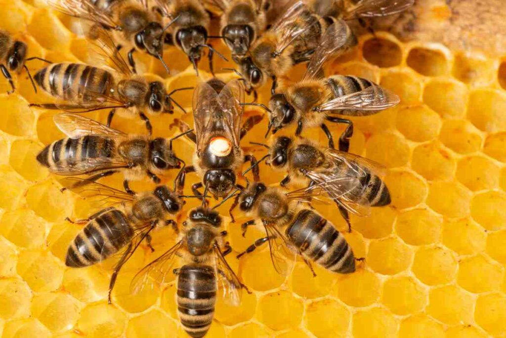 Worker honeybees gathered around a queen on a honeycomb